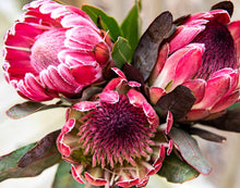 Load image into Gallery viewer, Pretty Protea - Paint by Number