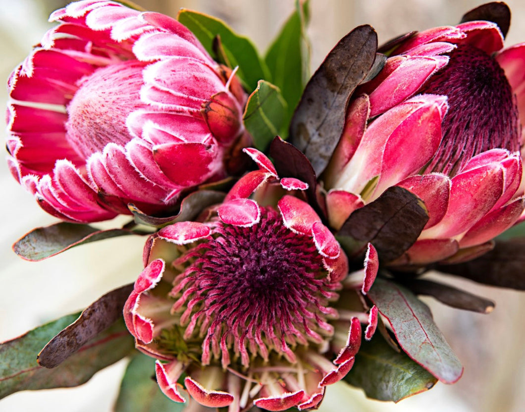Pretty Protea - Paint by Number